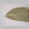 Leaf Apex 20er 01.jpg